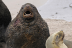 New Zealand Sea Lion, Phocarctos hookeri 101384.jpg